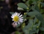 Symphyotrichum ontarionis image