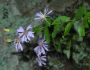 Symphyotrichum patens image