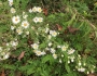 Symphyotrichum pilosum image