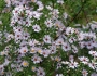 Symphyotrichum praealtum image