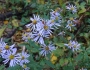 Symphyotrichum prenanthoides image