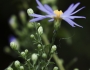 Symphyotrichum shortii image