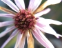 Symphyotrichum subspicatum image