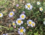 Symphyotrichum subulatum image