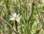 Symphyotrichum tenuifolium image