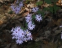 Symphyotrichum undulatum image