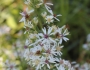 Symphyotrichum urophyllum image