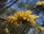 Symplocos tinctoria image