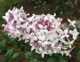 Syringa pubescens image