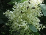 Syringa reticulata image
