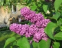 Syringa vulgaris image