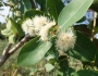 Syzygium cordatum image