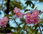 Tabebuia rosea image