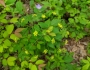 Taenidia integerrima image