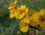 Tagetes lucida image