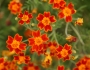 Tagetes tenuifolia image