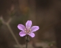 Talinum paniculatum image