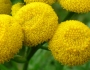 Tanacetum vulgare image