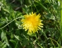 Taraxacum officinale image