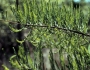 Taxodium ascendens image