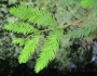 Taxodium distichum image