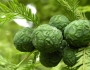 Taxodium mucronatum image