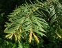 Taxus baccata image