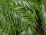 Taxus brevifolia image