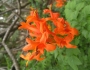 Tecoma capensis image