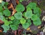 Tellima grandiflora image