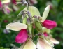 Tephrosia virginiana image
