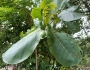 Terminalia catappa image