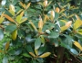 Ternstroemia gymnanthera image