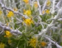 Tetradymia spinosa image