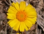 Tetraneuris acaulis image