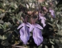 Teucrium fruticans image