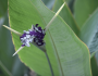 Thalia dealbata image