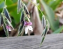 Thalia geniculata image