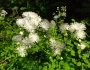 Thalictrum aquilegifolium image