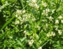 Thalictrum dasycarpum image