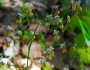 Thalictrum dioicum image