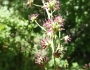 Thalictrum fendleri image