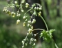 Thalictrum fendleri var. polycarpum image