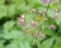 Thalictrum occidentale image