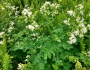 Thalictrum pubescens image