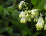 Thalictrum revolutum image