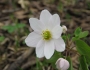 Thalictrum thalictroides image