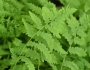 Thelypteris palustris image