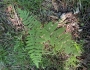 Thelypteris palustris subsp. pubescens image