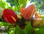 Theobroma cacao image